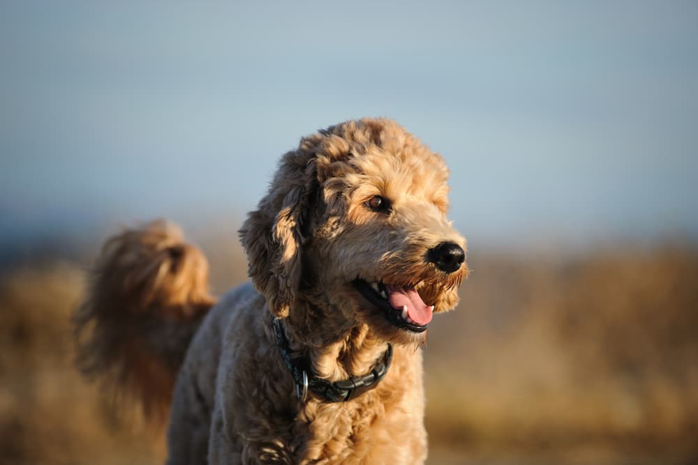 6 Popular Goldendoodle Haircuts to Try