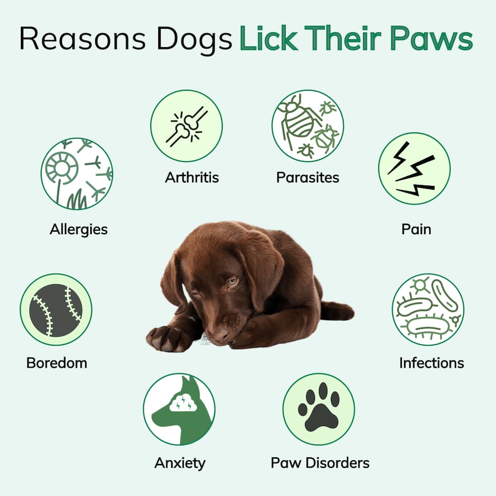 Infographic explaining reasons for dog paw licking