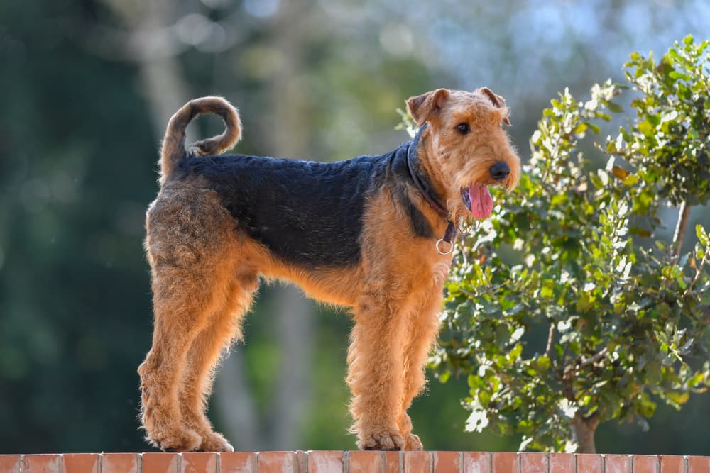 Airedale Terrier black and brown dog breed