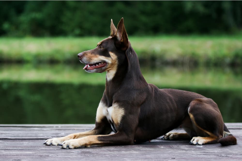 Australian Keplie dog stretching on the dock