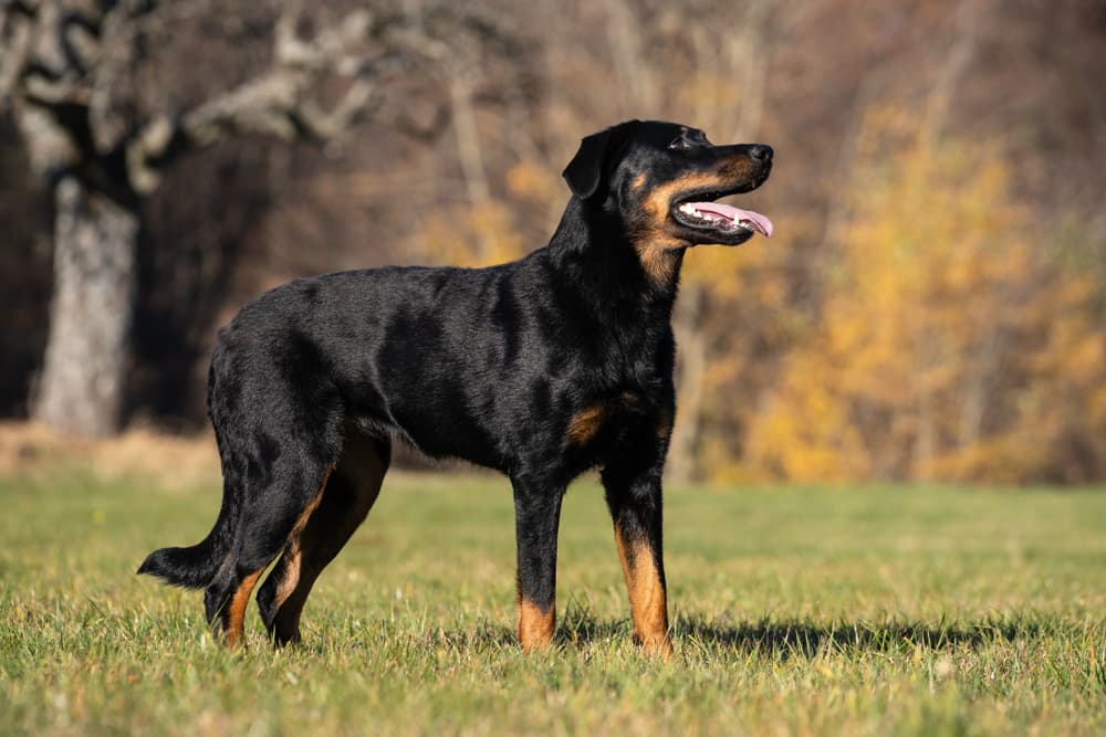 Beauceron dog in the woods