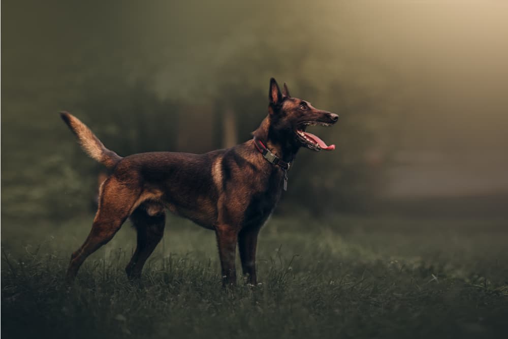 Black and brown Belgian Malinois dog