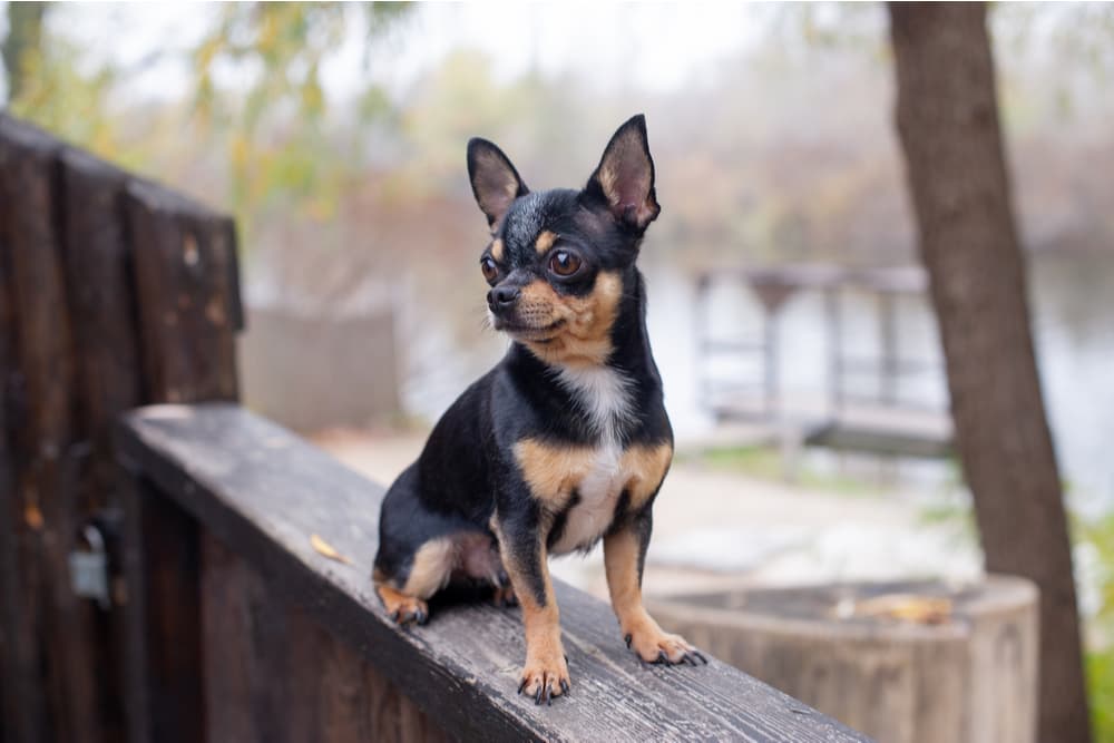 Chihuahua black and brown dog