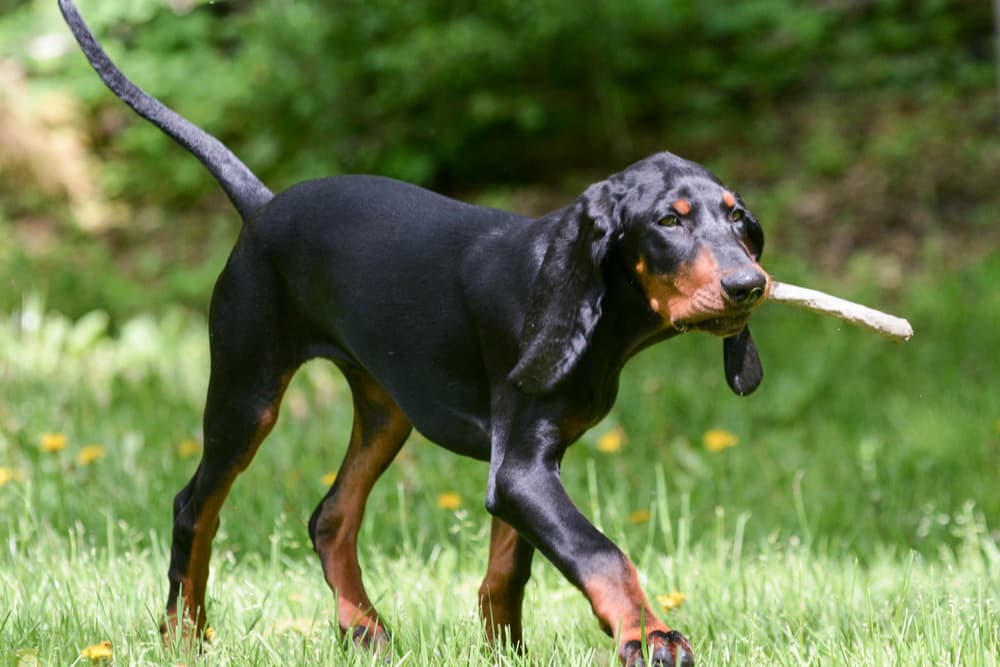 Black and brown coonhound walking in the grass