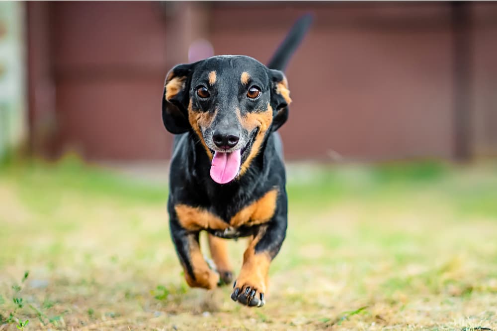 Dachshund puppy running in the grass