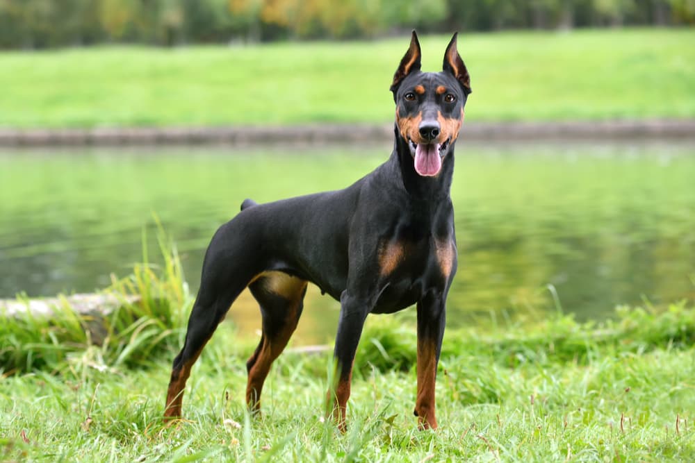 German Pinscher dog on the lawn