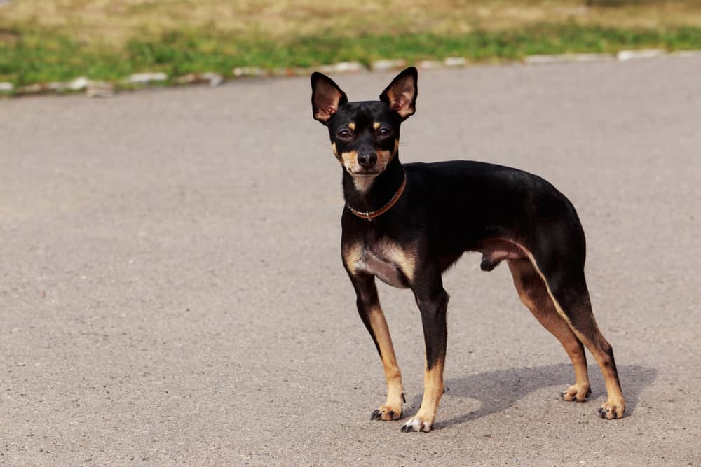 Manchester Toy Terrier running