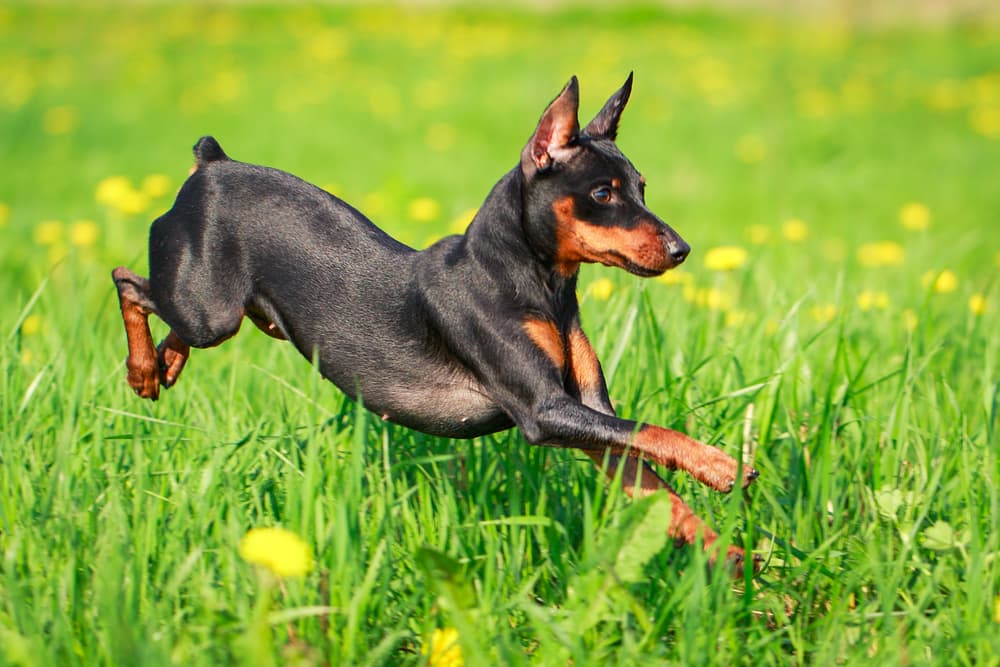 Miniature Pinscher black and brown dog breed