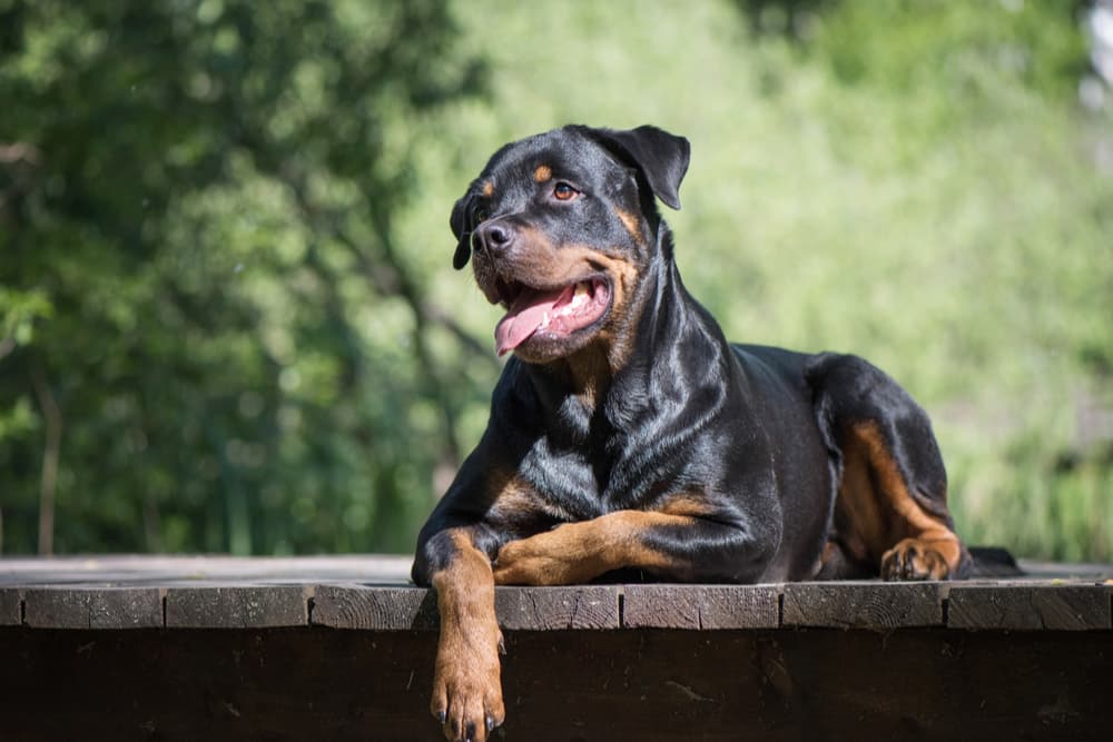Rottweiler dog on a deck