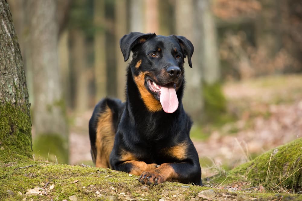 Lovely black and brown dog