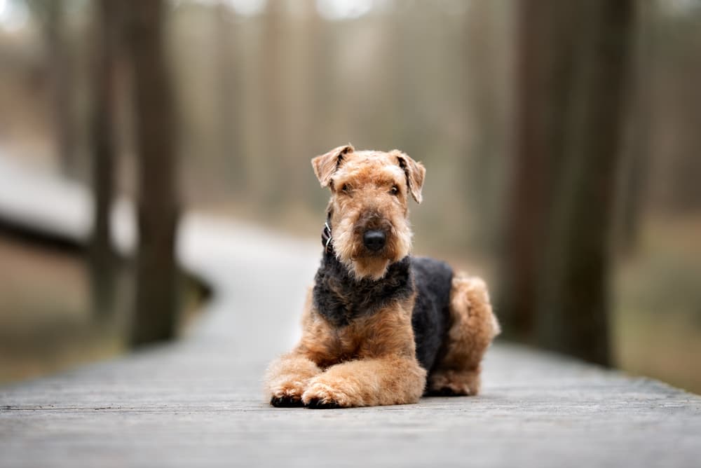 Lovely black and brown dog laying on a forest trail