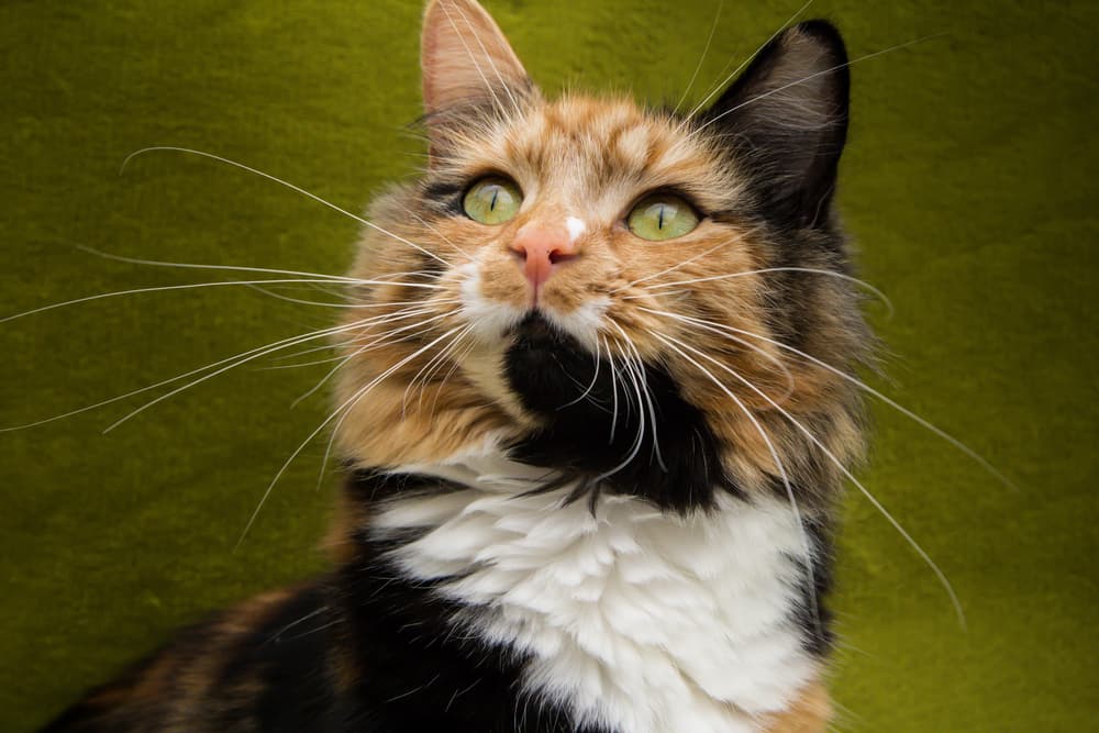 Cat looking up at owner something is interesting and good calico cat names