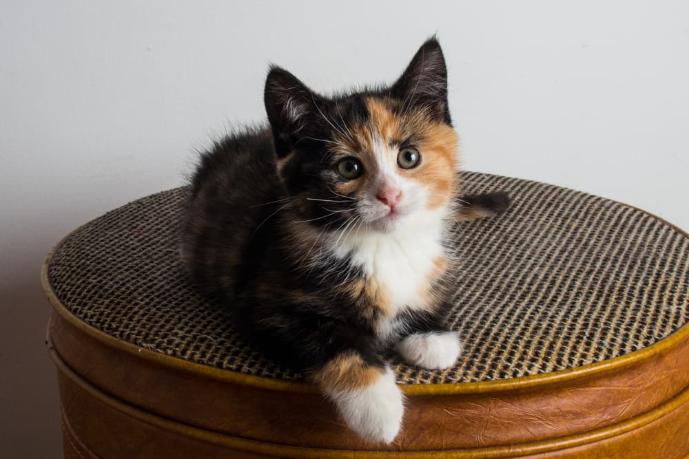 Small cute Calico cat kitten
