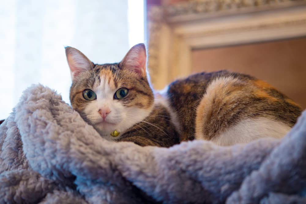 Sweet calico cat laying down in blanket