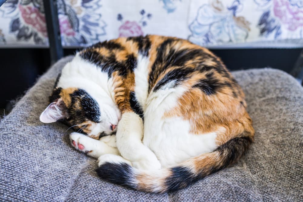 Sweet calico cat names