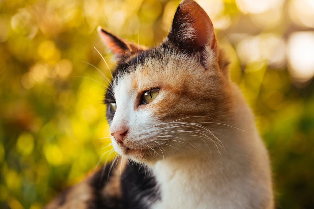77 Calico Cat Names for Tri-Colored Beauties