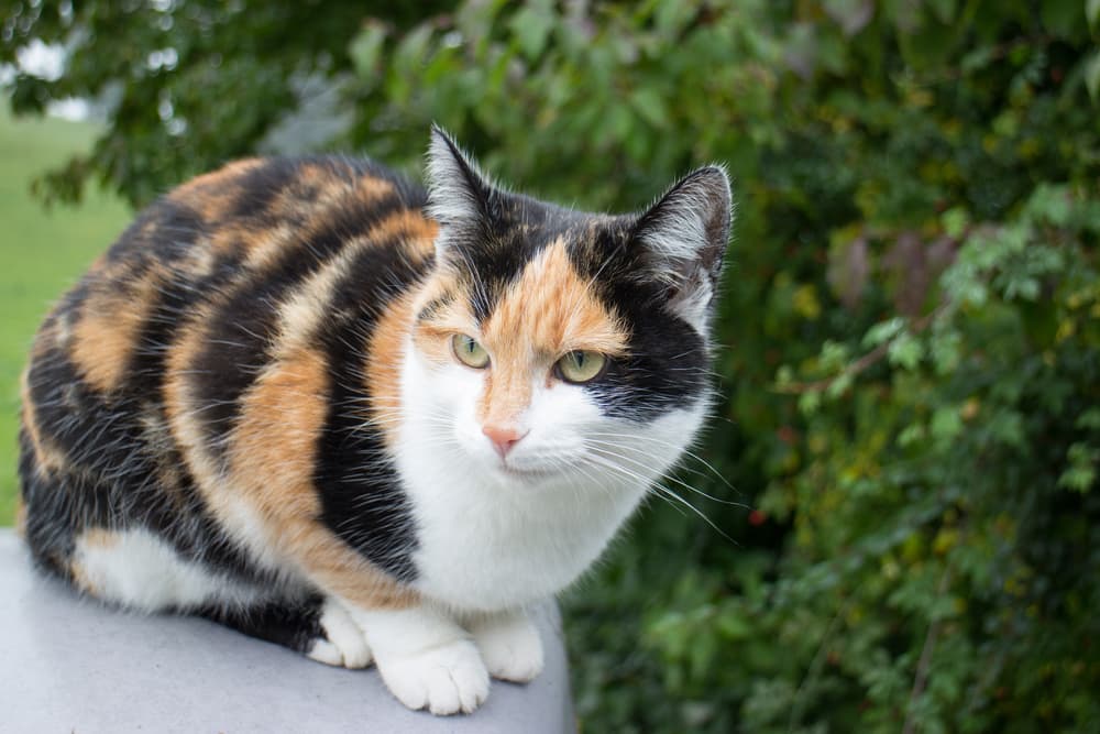 Unique calico cat names