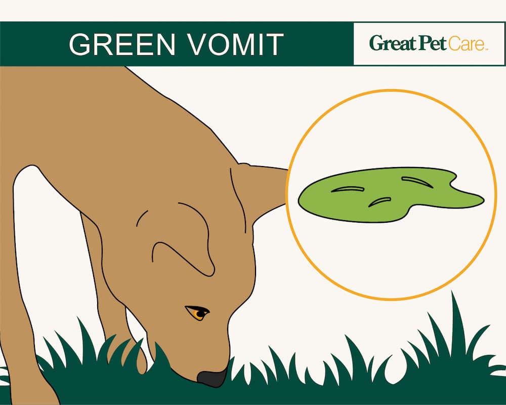 illustration of green dog vomit