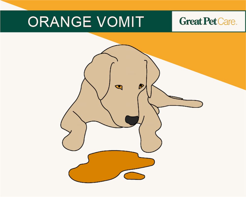 illustration of orange dog vomit