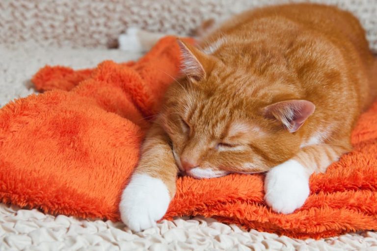 Cat feeling sick laying on a towel