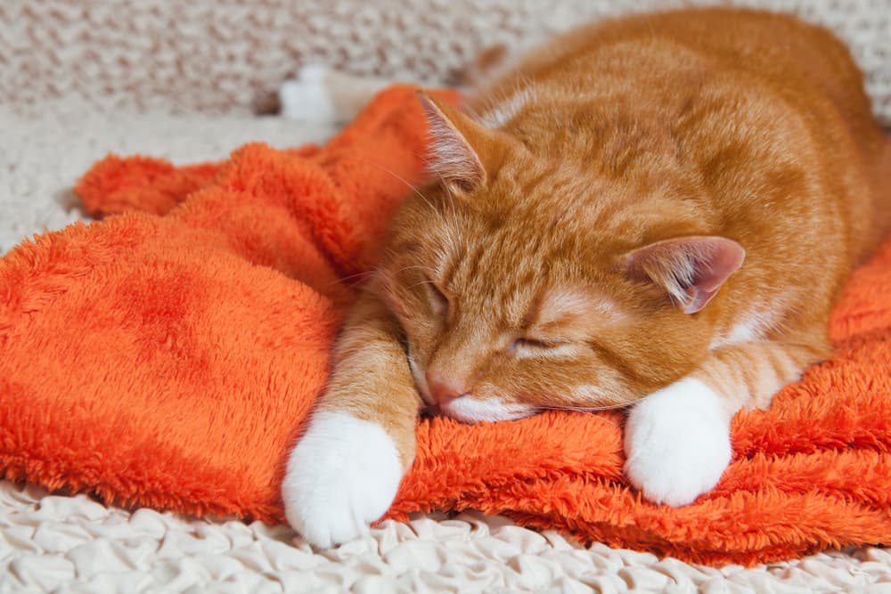 Inflammatory Bowel Disease (IBD) in Cats Inflammatory Bowel Disease (IBD) in Cats
