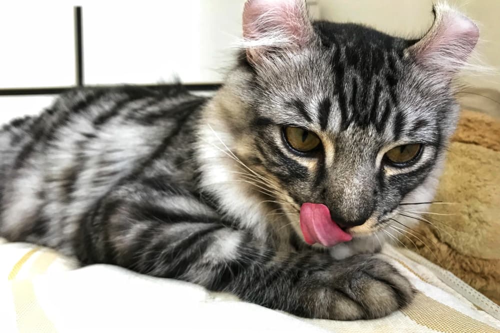 American Curl cats