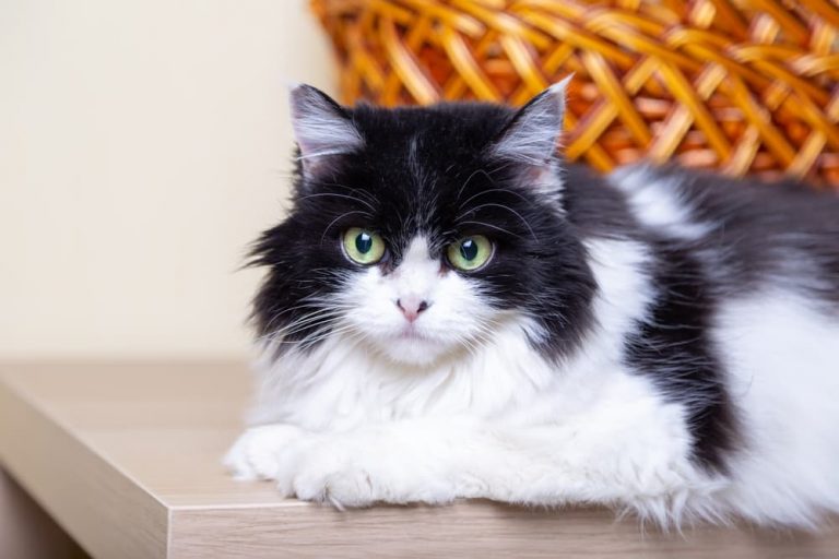 Black and white cat laying on the table