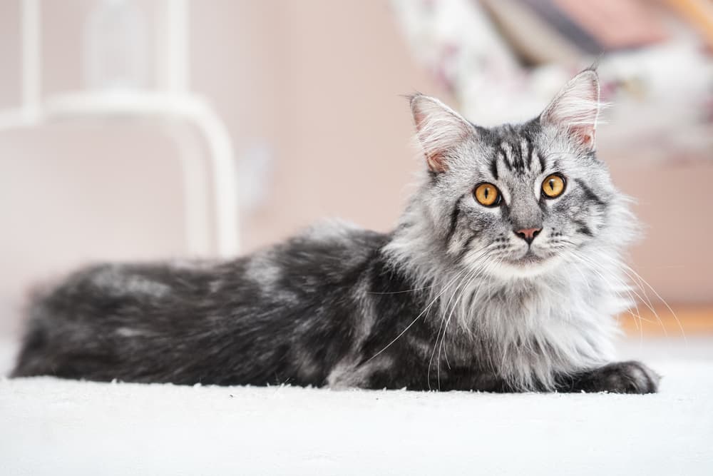 Maine Coon cat laying on the rug