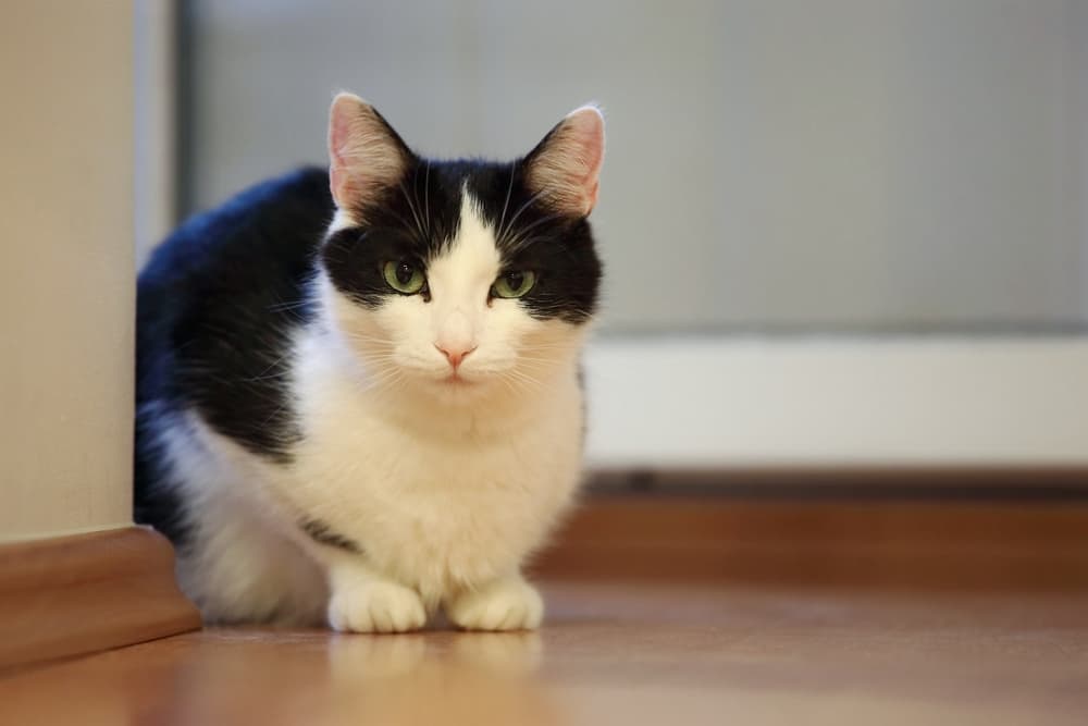 Black and white cat laying on the ground