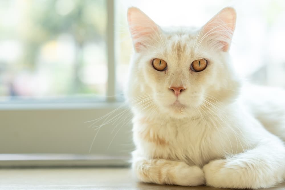 Cat looking at camera with their big yellow eyes