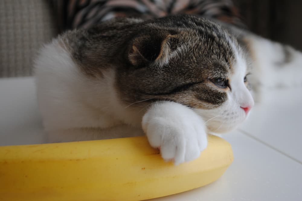 Can Cats Eat Bananas?