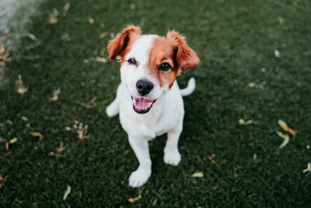 Dog smiling happy outdoors