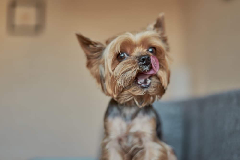 Dog head tilt licking lips smiling waiting for food