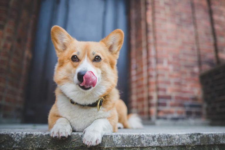 Dog licking their lips looking to eat cantaloupe
