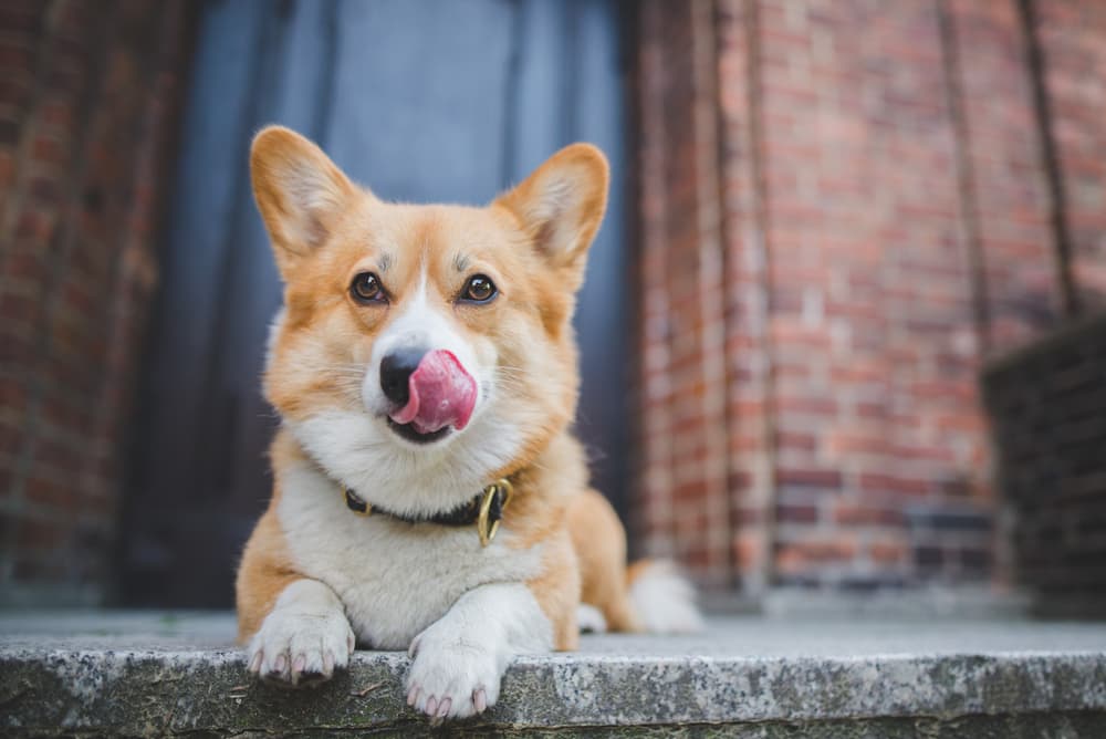 Can Dogs Eat Cantaloupe?