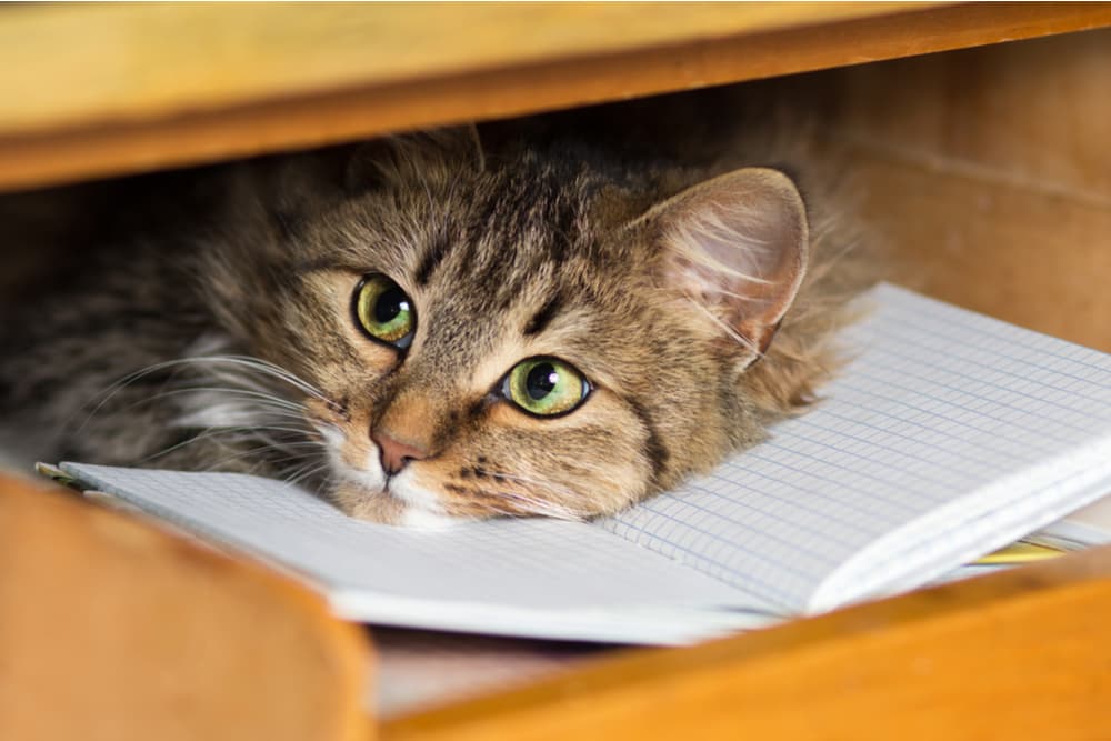 Cat hiding under a table