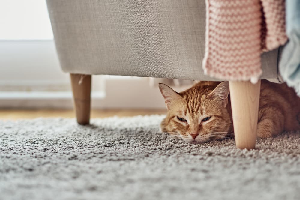 Why Is My Cat Hiding?