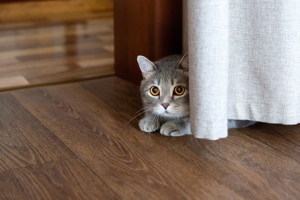 Cat hiding behind a curtain