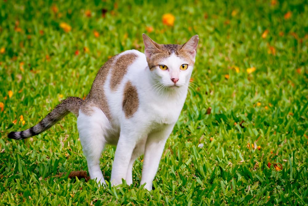 Cat pooping in a park