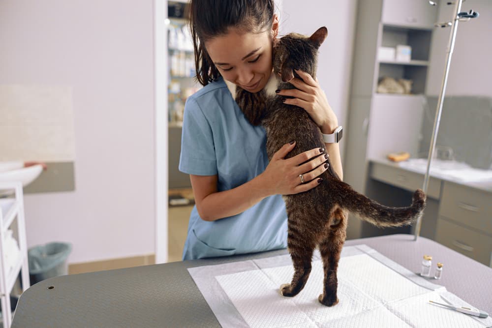 Cat at the vet