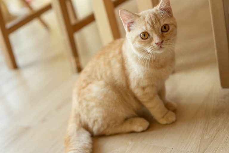 Cat looking up to owner because poop smells bad