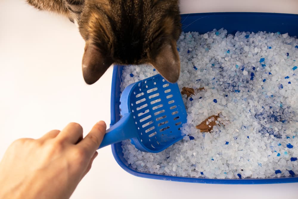 Scooping smelly cat poop