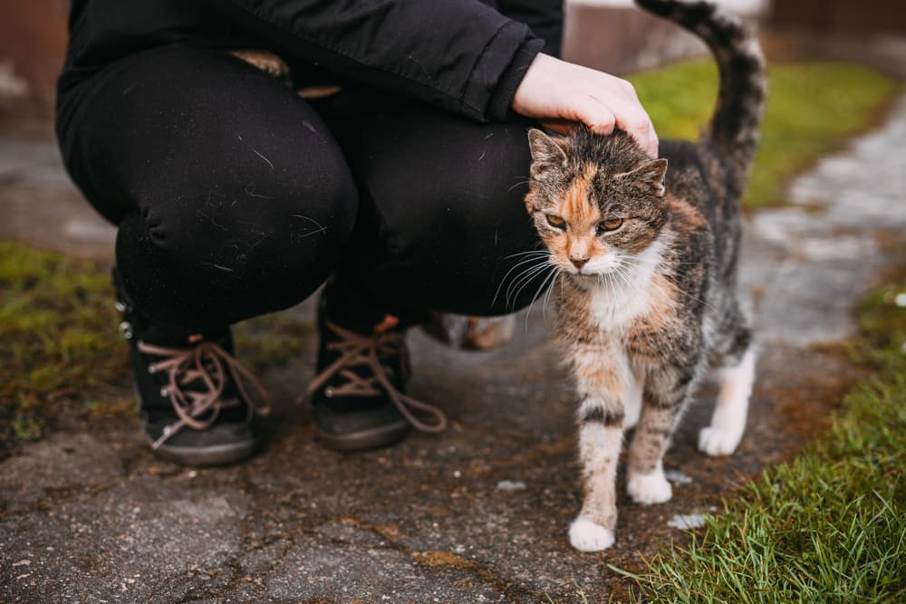 Cat being pet and taken to the vet