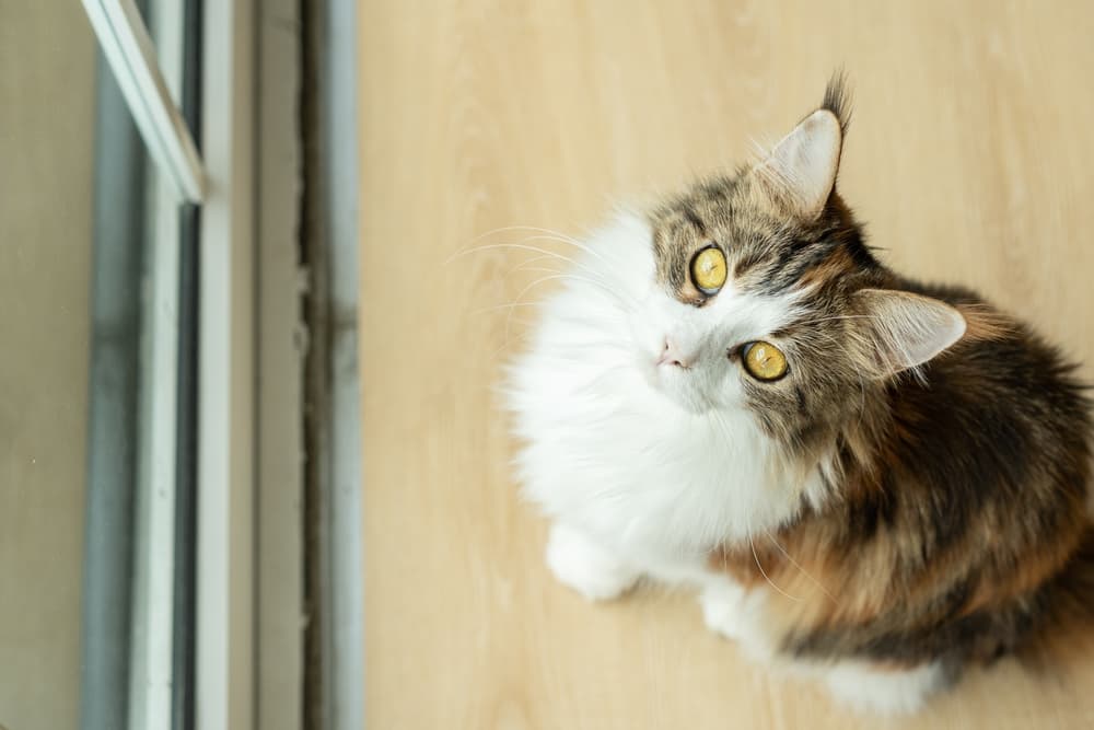 Cat looking up to camera
