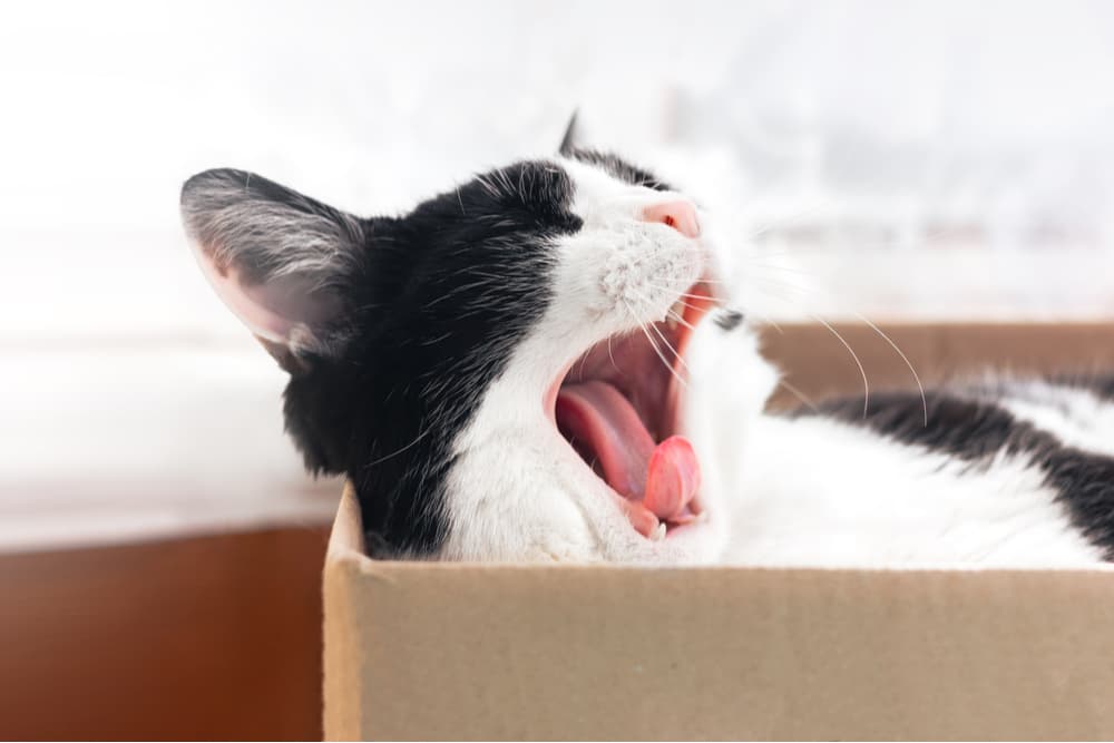 Cat laying in a box yawning