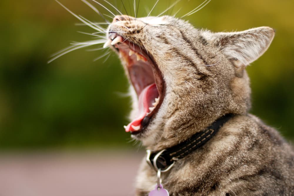 Cat yawning outside