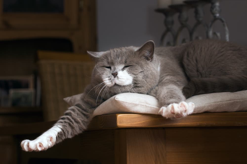 Cat stretching as very content