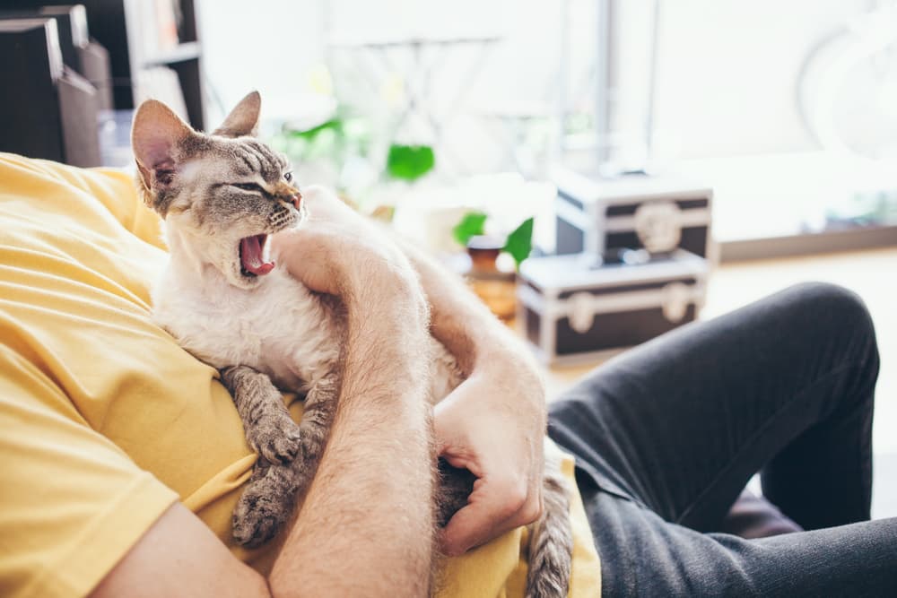 Owner holding cat while cat is yawning