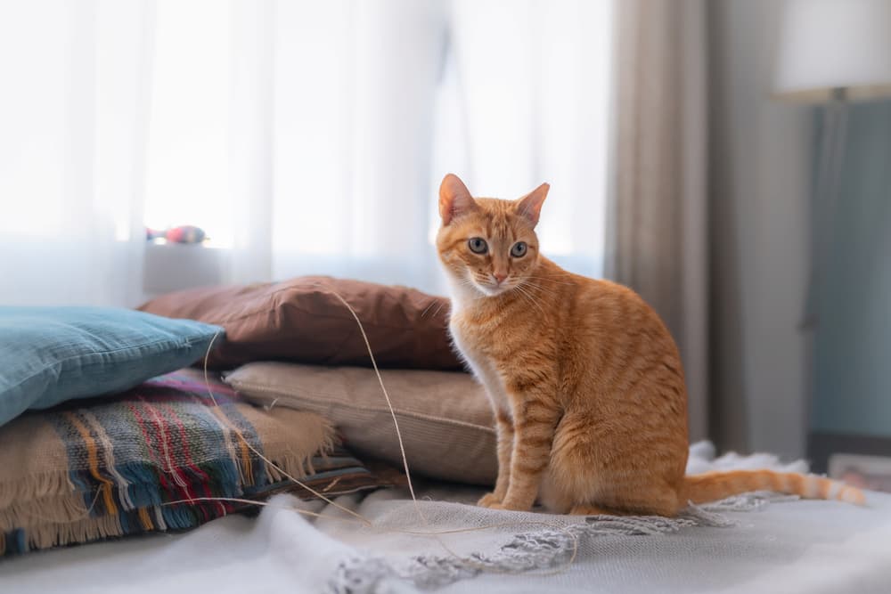 Cat looking up in the house