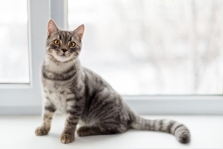 Cat looking at clicker sound to help with training